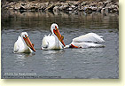 American White Pelicans, Bear River Migratory Bird Refuge, UT