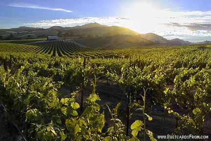 All images Copyright © 1997 - 2000 WriteLine. All Rights Reserved. Sonoma Vineyard