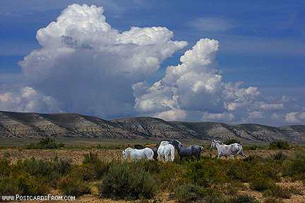 All images Copyright © 1997 - 2000 WriteLine. All Rights Reserved. Wild Horses of Red Desert