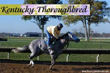 All images Copyright © 1997 - 2000 WriteLine. All Rights Reserved. Horse Racing