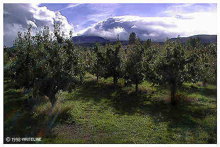 All images Copyright &copy; 1997 - 2000 WriteLine. All Rights Reserved. orchard and mountain