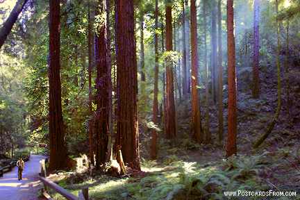 All images Copyright &copy; 1997 - 2000 WriteLine. All Rights Reserved. Muir Woods