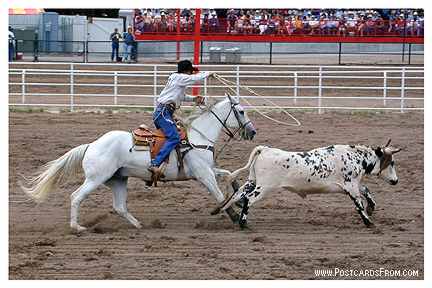 All images Copyright &copy; 1997 - 2000 WriteLine. All Rights Reserved. Rodeo