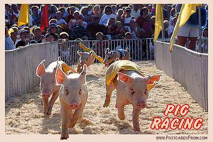 All images Copyright &copy; 1997 - 2000 WriteLine. All Rights Reserved. Pig Racing