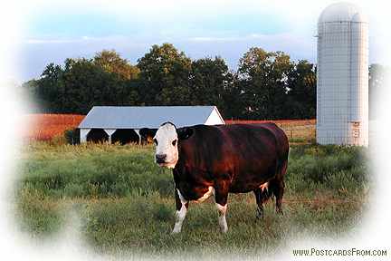 All images Copyright &copy; 1997 - 2000 WriteLine. All Rights Reserved. Perry KS