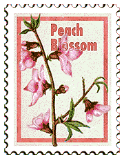 &copy; 2000 WriteLine. Peach blossom