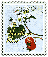 &copy; 1999 WriteLine. Hawthorn Rose