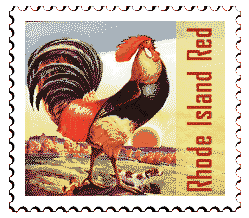 Copyright &copy; 1997 WriteLine. All Rights Reserved. Rhode Island Red Rooster