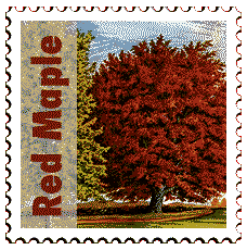Copyright &copy; 1997 WriteLine. All Rights Reserved. Red Maple tree