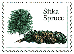 © 1999 WriteLine. Sitka Spruce