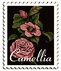 © 2000 WriteLine. Camellia