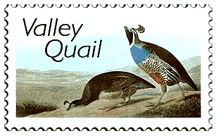 © 1999 WriteLine. Valley Quail