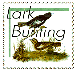 © 1999 WriteLine. Lark Bunting