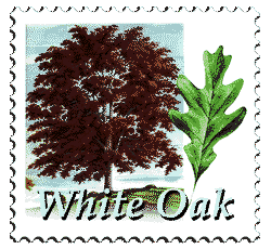 © 1997 WriteLine. White Oak tree