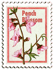 © 2000 WriteLine. Peach blossom