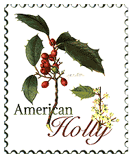 © 2000 WriteLine. American Holly