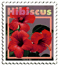 © 2000 WriteLine. Hibiscus