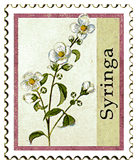 Copyright © 1998 WriteLine. All Rights Reserved. Syringa flower stamp