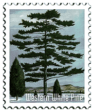 Copyright © 1998 WriteLine. All Rights Reserved. Western White Pine