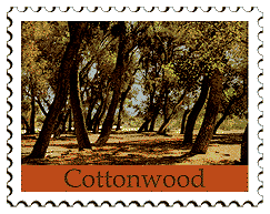 © 1999 WriteLine. Cottonwood tree