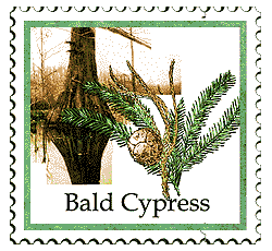 © 2000 WriteLine. Bald Cypress