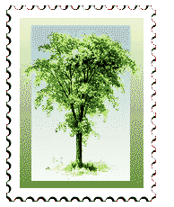 Copyright © 1997 WriteLine. All Rights Reserved. American Elm tree