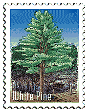 Copyright © 1998 WriteLine. All Rights Reserved. White Pine tree