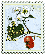 © 1999 WriteLine. Hawthorn Rose