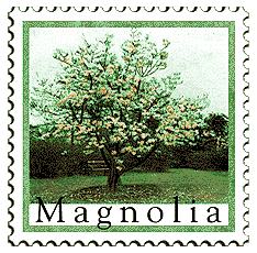 © 2000 WriteLine. Magnolia tree
