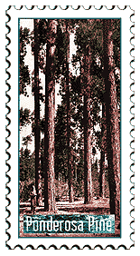 Copyright © 1998 WriteLine. All Rights Reserved. Ponderosa Pine