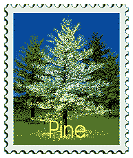 © 2000 WriteLine. Pine tree