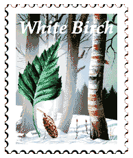 Copyright © 1997 WriteLine. All Rights Reserved. White Birch tree