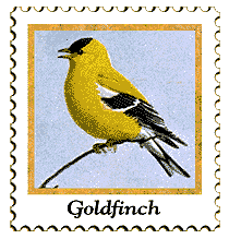 © 1999 WriteLine. Eastern Goldfinch