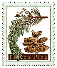 Copyright © 1998 WriteLine. All Rights Reserved. Pinon Pine tree