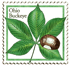 © 1999 WriteLine. Buckeye tree