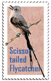 Copyright © 1998 WriteLine. All Rights Reserved. Scissor-tailed Flycatcher