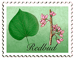 Copyright © 1998 WriteLine. All Rights Reserved. Redbud