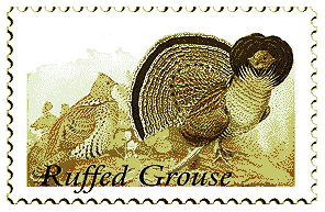 © 1999 WriteLine. Ruffed Grouse