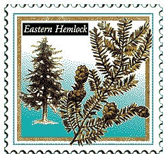 © 1999 WriteLine. Eastern Hemlock