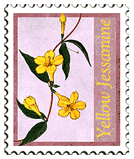 © 2000 WriteLine. Yellow Jessamine