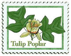 © 1999 WriteLine. Tulip Poplar