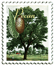 © 1999 WriteLine. Pecan tree stamp