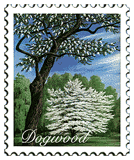 © 2000 WriteLine. Dogwood tree
