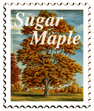 © 1997 WriteLine. Sugar Maple