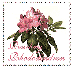 © 1998 WriteLine. Rosebay Rhododendron