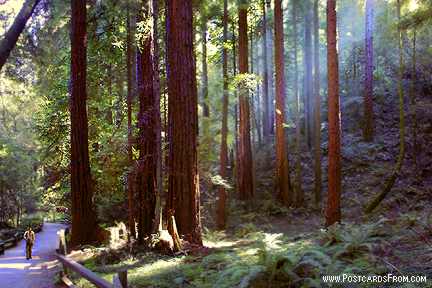 All images Copyright © 1997 - 2000 WriteLine. All Rights Reserved. Muir Woods