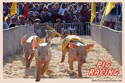 All images Copyright © 1997 - 2000 WriteLine. All Rights Reserved. Pig Racing