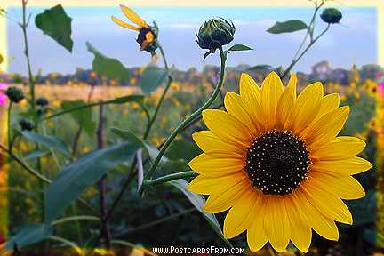 All images Copyright © 1997 - 2000 WriteLine. All Rights Reserved. Sunflower