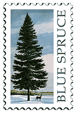 Copyright © 1998 WriteLine. All Rights Reserved. Blue Spruce tree
