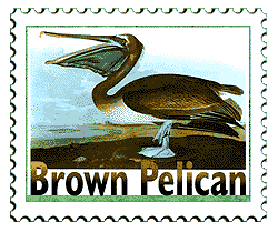 © 2000 WriteLine. Brown Pelican